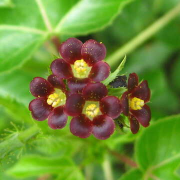 Image of bellyache bush