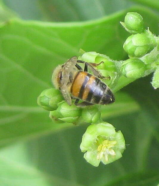 Слика од Apis mellifera scutellata