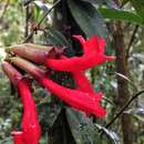 Image of Aeschynanthus radicans Jack