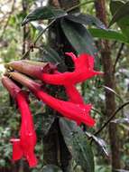 Image of Aeschynanthus radicans Jack