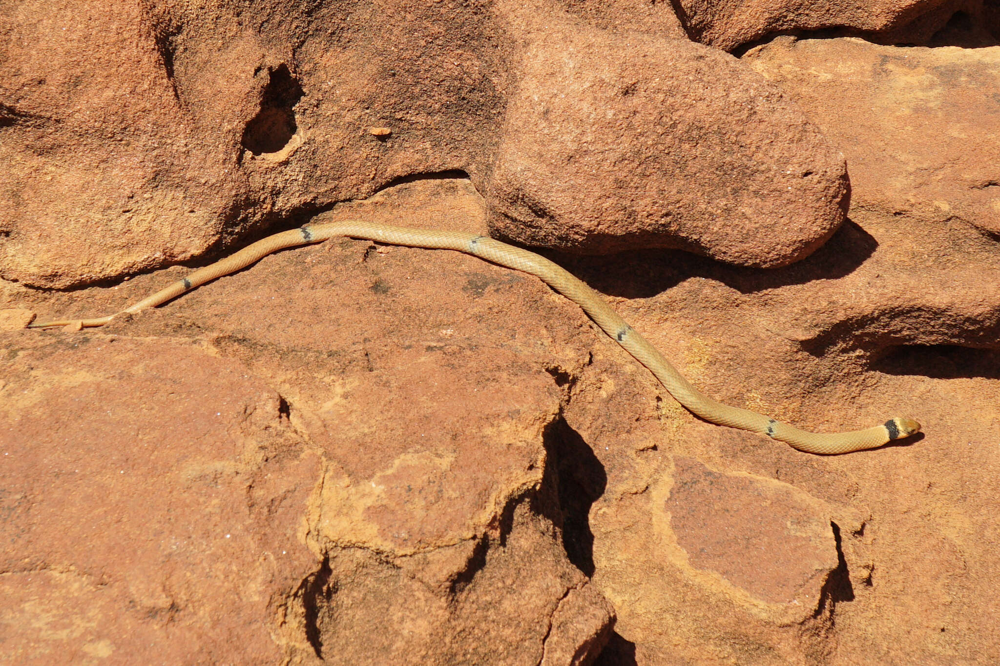 Image of Ringed Brown Snake