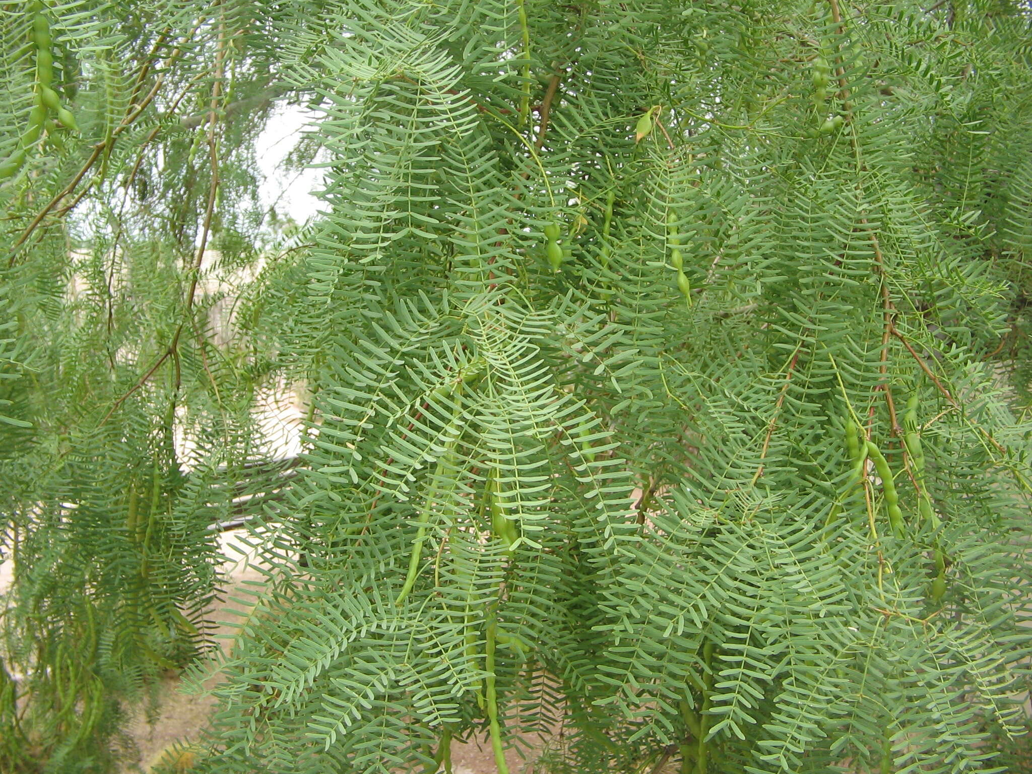 Image of honey mesquite