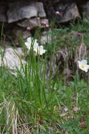 Image of Allium strictum Schrad.