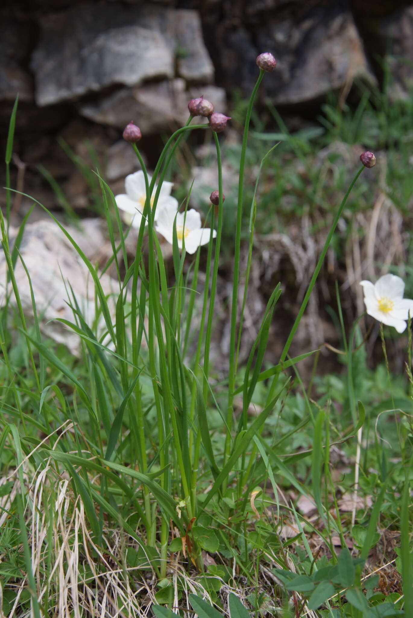 Image of Allium strictum Schrad.