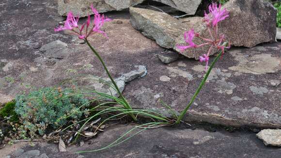 Image of Nerine filifolia Baker