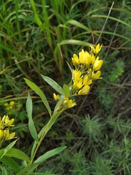 Image of Lysimachia davurica Ledeb.