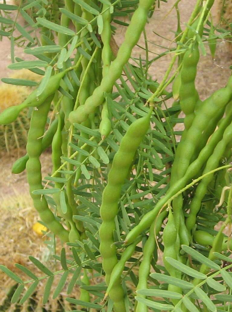 Image of honey mesquite