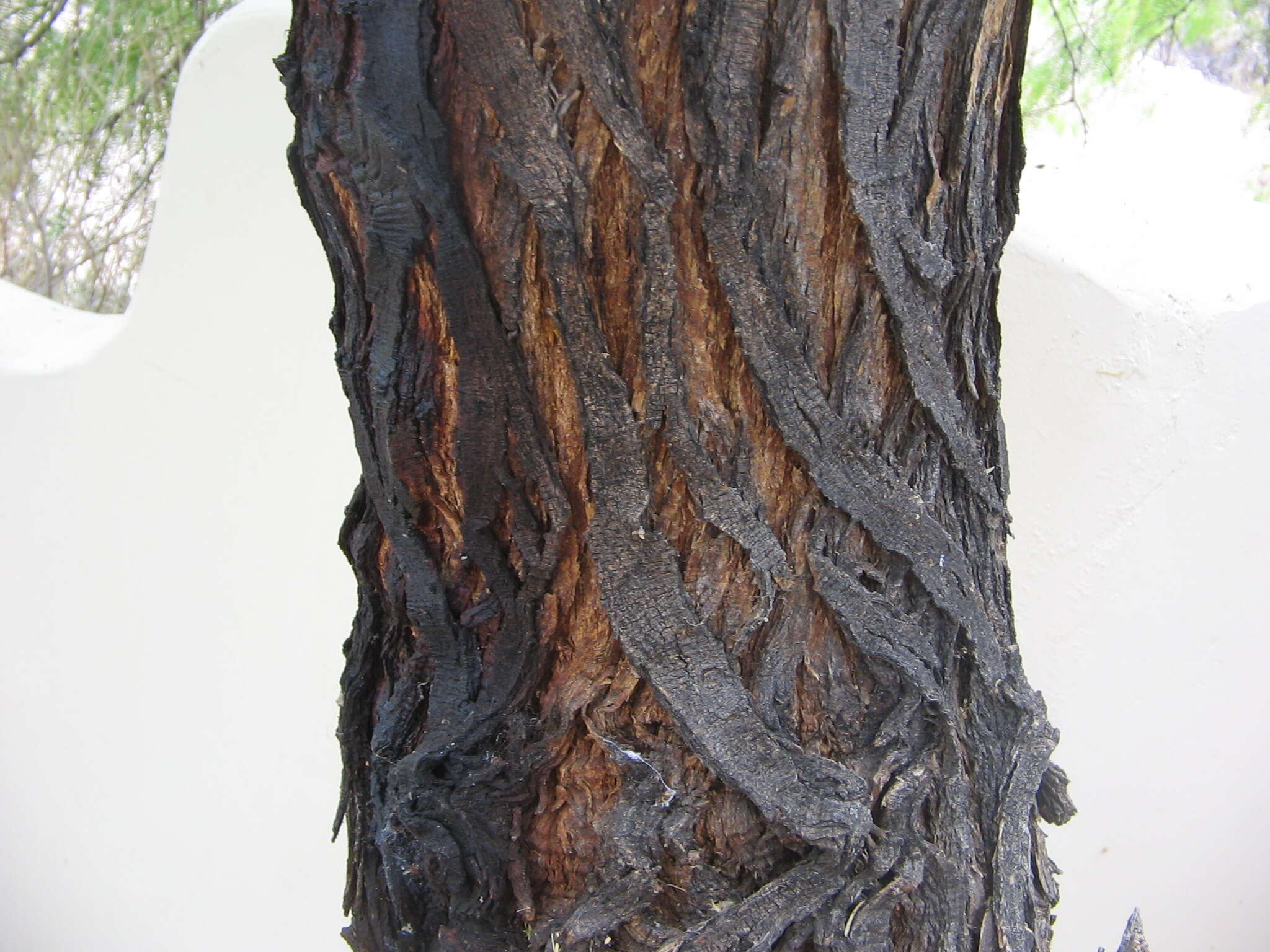 Image of honey mesquite