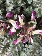 Image of dwarf lousewort