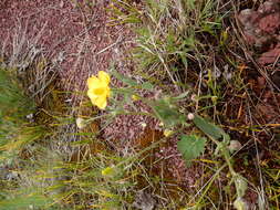 Слика од Ranunculus cardiophyllus Hook.