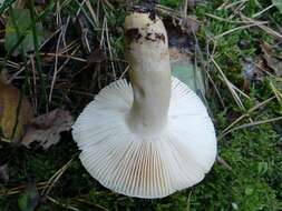 Image of Russula fellea (Fr.) Fr. 1838