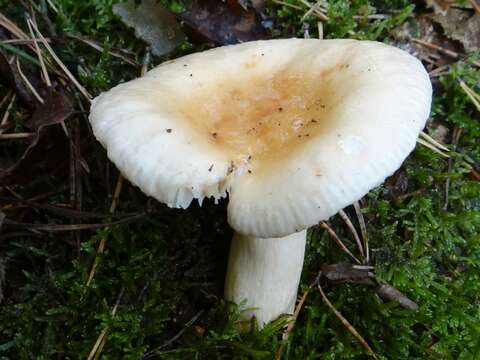 Image of Russula fellea (Fr.) Fr. 1838