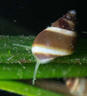 Image of chink snails