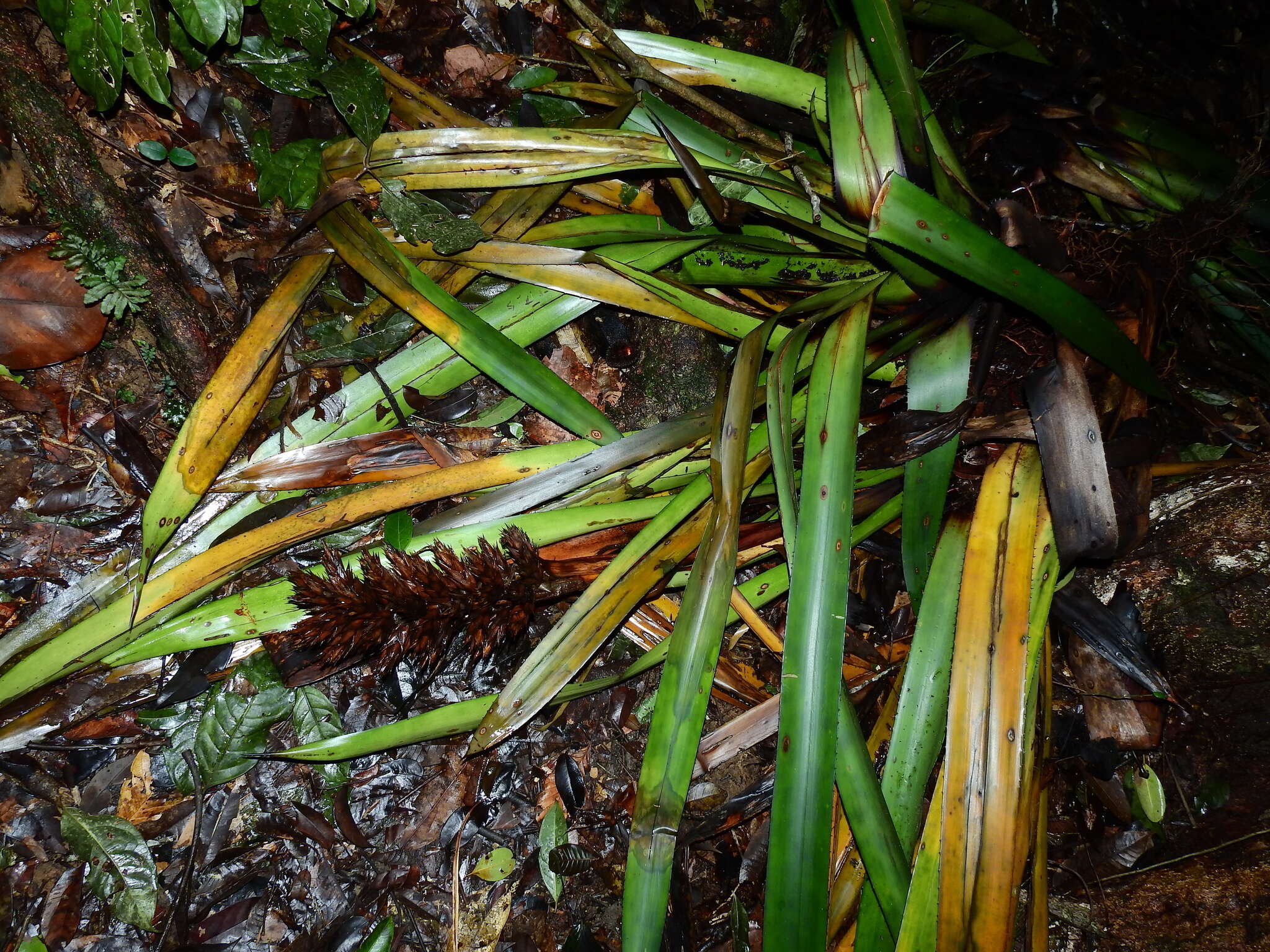 Image of Aechmea moonenii Gouda