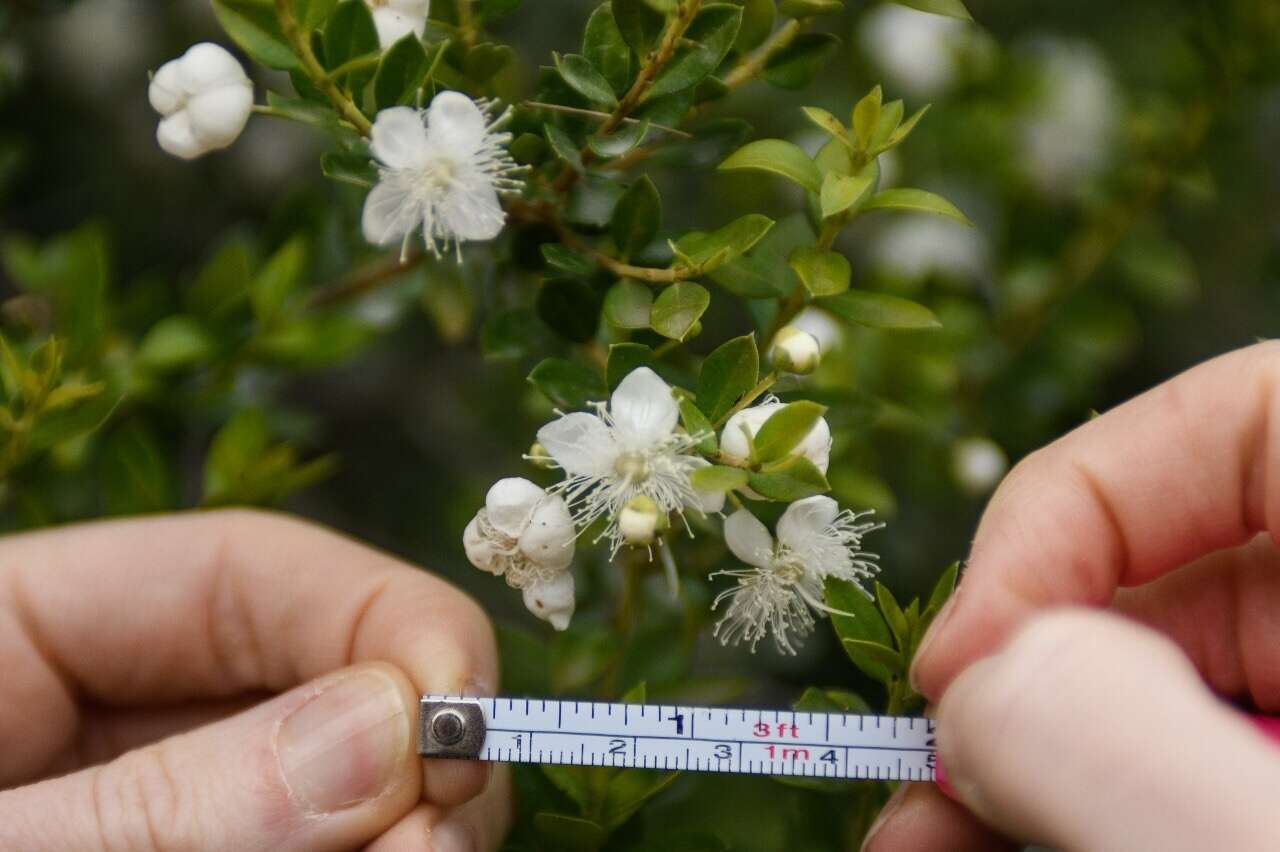 Sivun Luma chequen (Molina) A. Gray kuva