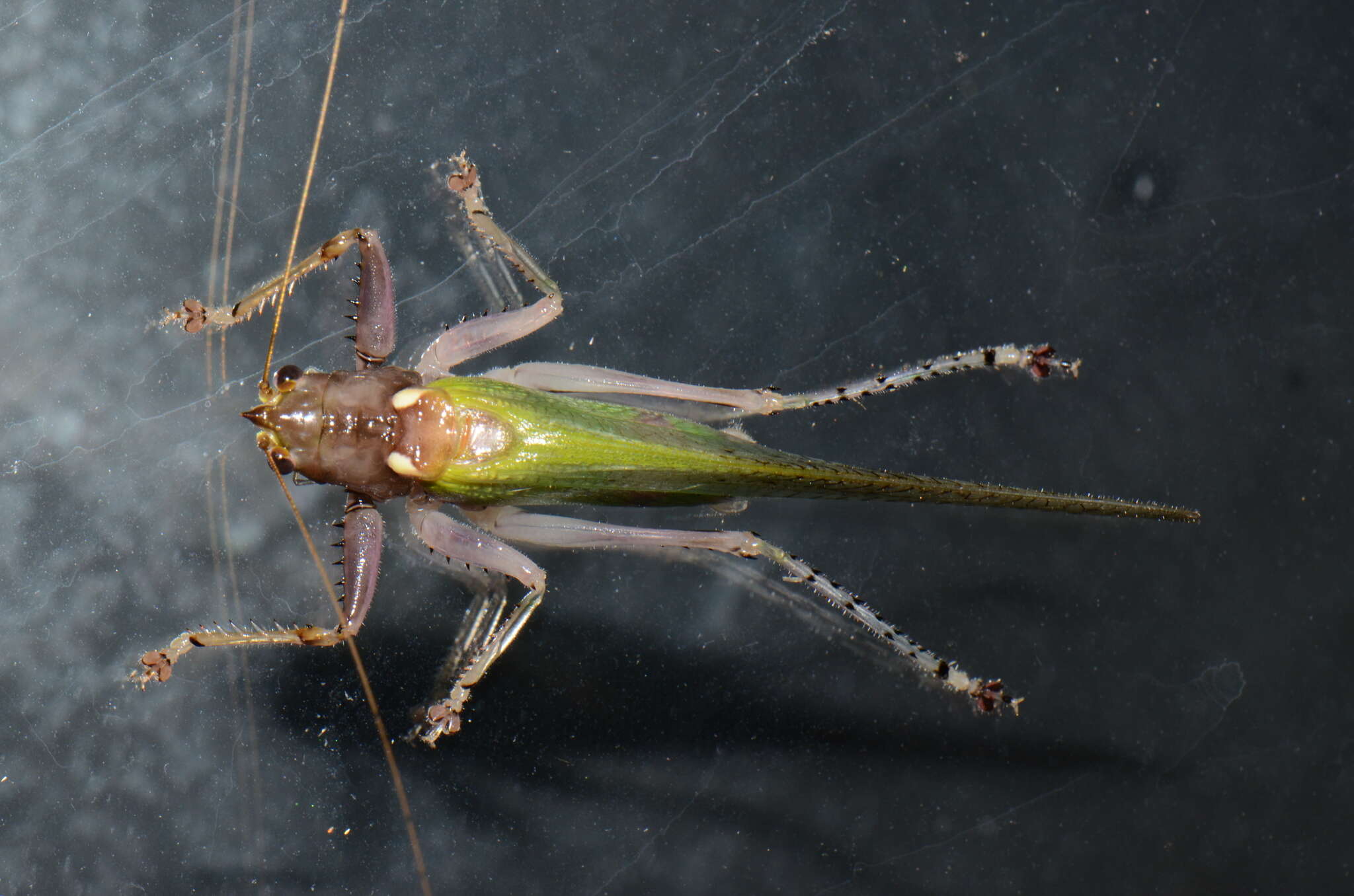 Image de Vestria punctata (Redtenbacher 1891)