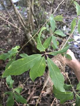 Слика од Ilex amelanchier M. A. Curt. ex Chapm.