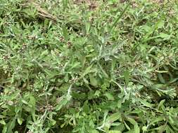 Image of many stem cudweed