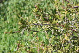 Image of scarlet bottlebrush