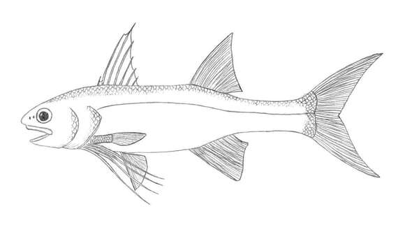 Image of Giant African threadfin