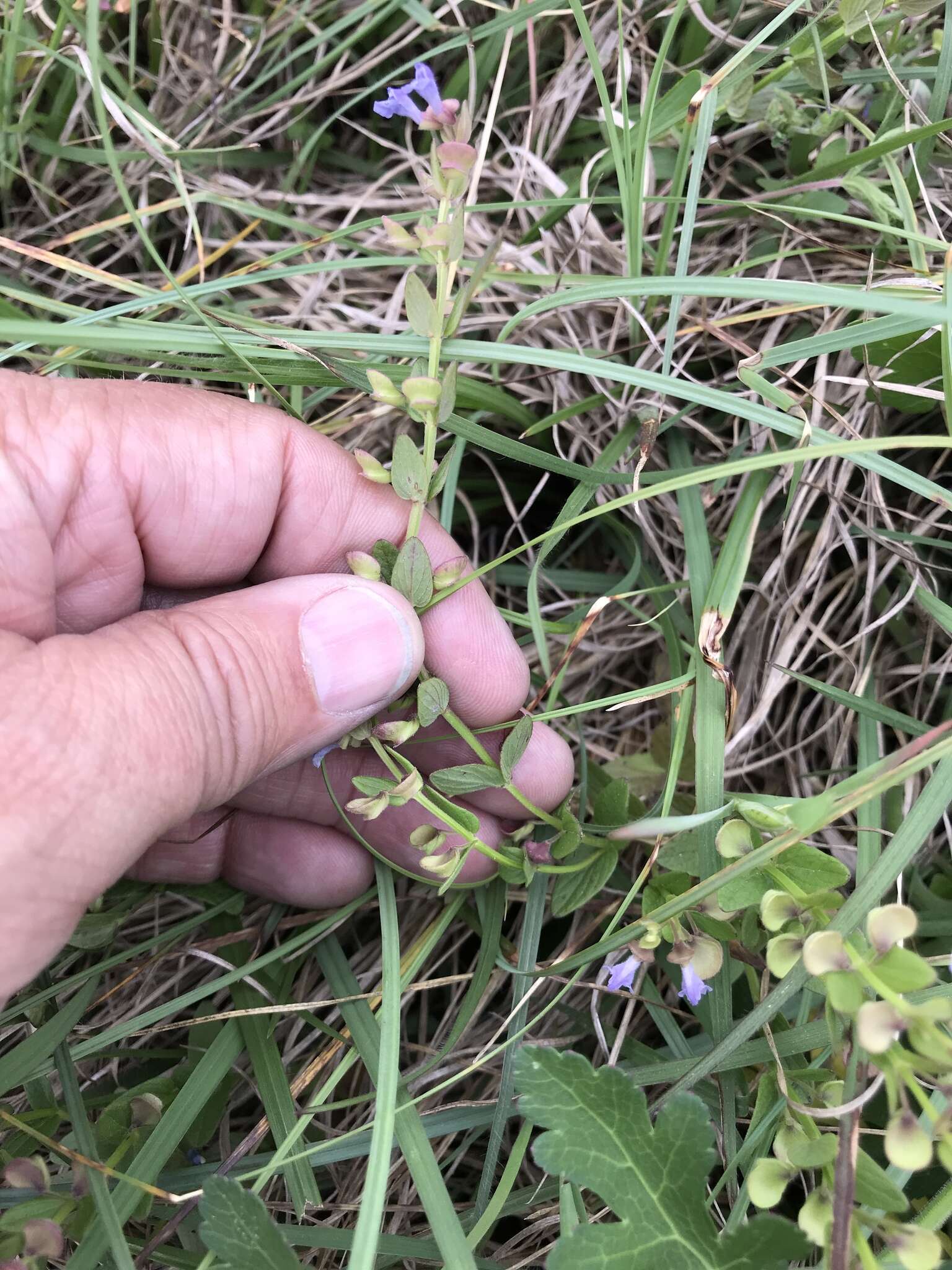 Image of small skullcap