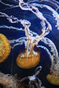 Image of Sea nettle