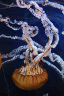 Image of Sea nettle