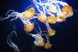 Image of Sea nettle