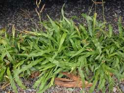 Image of Panama Crown Grass