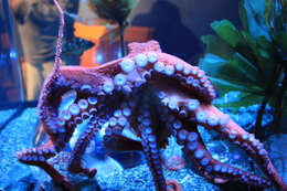 Image of Giant octopus