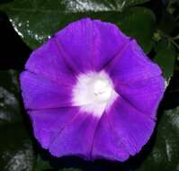 Image of <i>Ipomoea <i>orizabensis</i></i> var. orizabensis