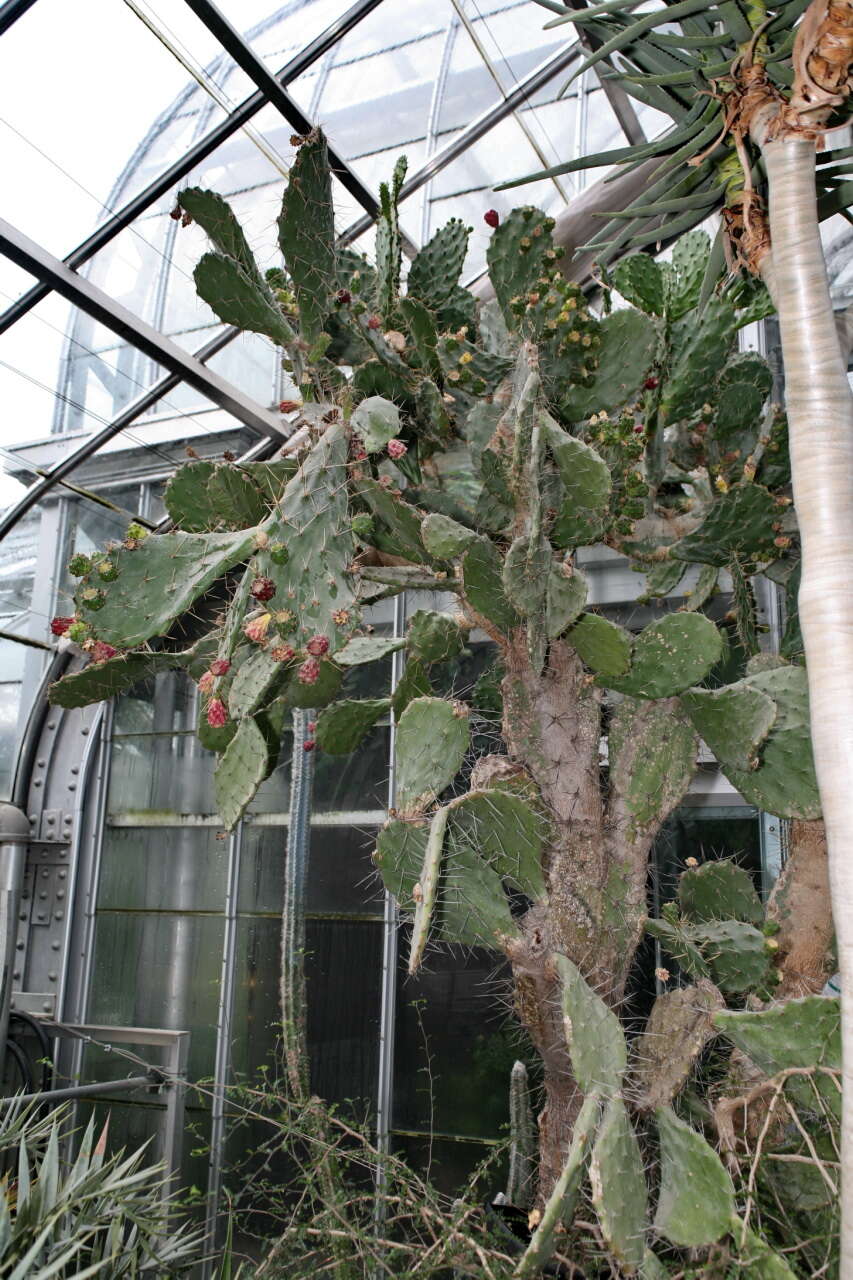 Image of Opuntia dillenii