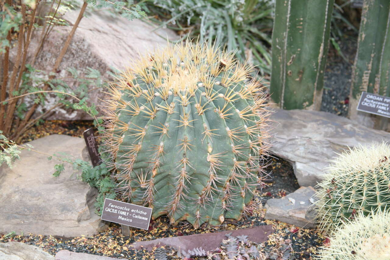 Image of Emory's barrel cactus