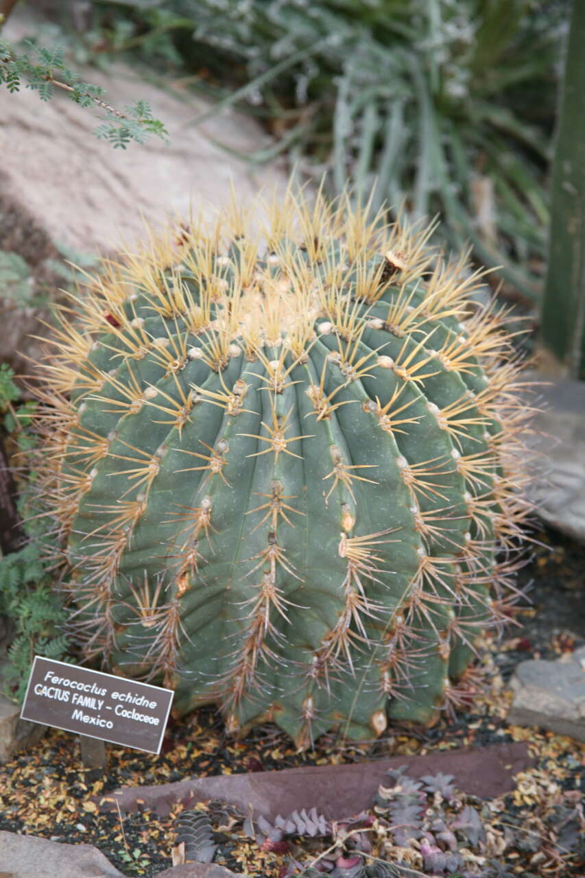 Image of Emory's barrel cactus