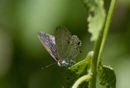 Слика од Hypolycaena sipylus Felder 1860