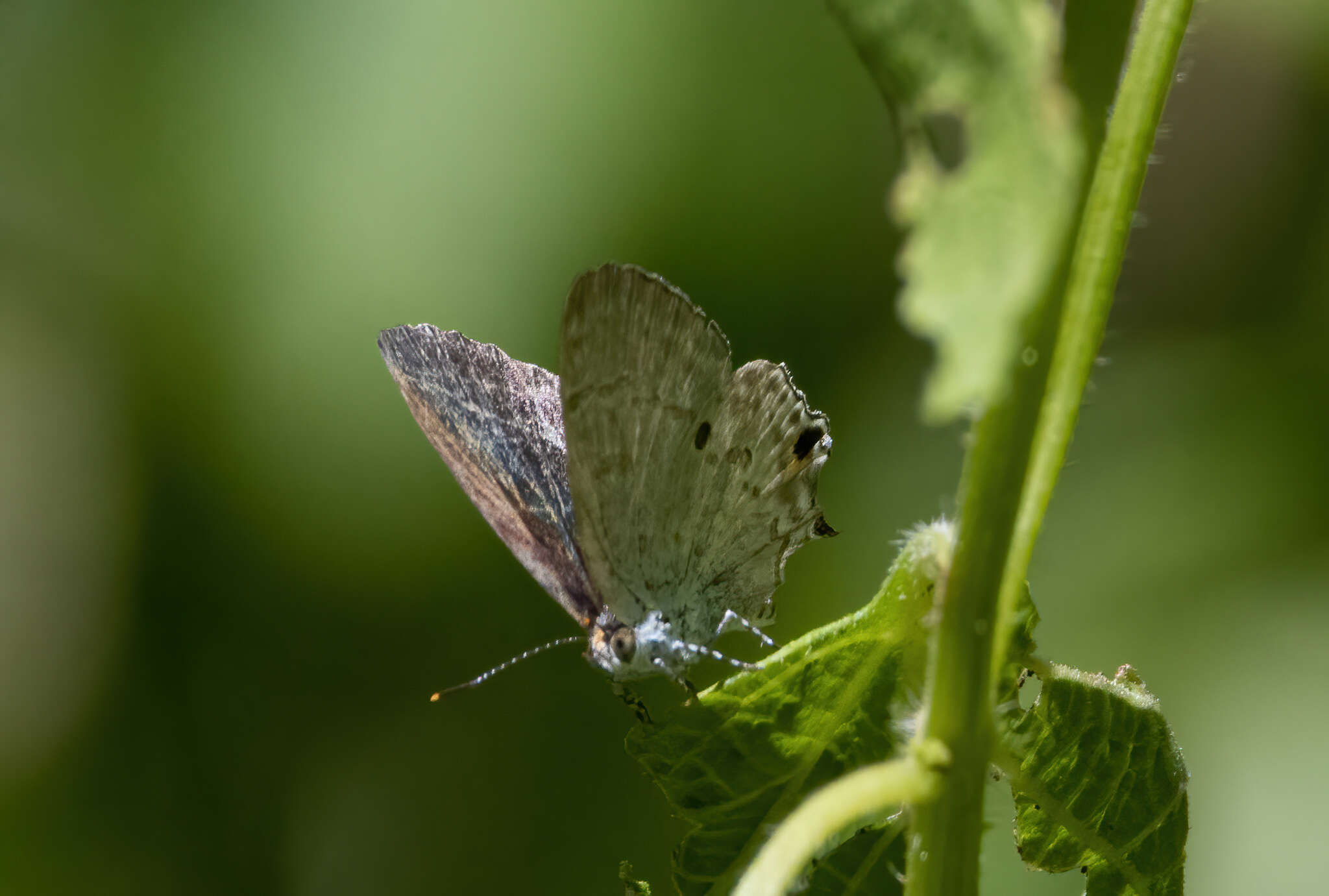 Image of Hypolycaena sipylus Felder 1860