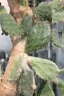 Image of Opuntia dillenii