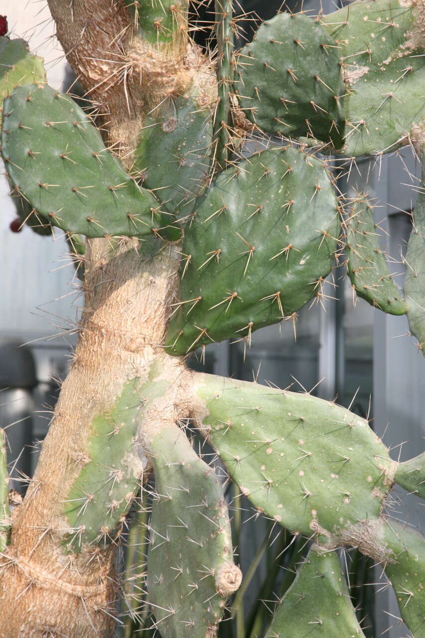 Image of Opuntia dillenii