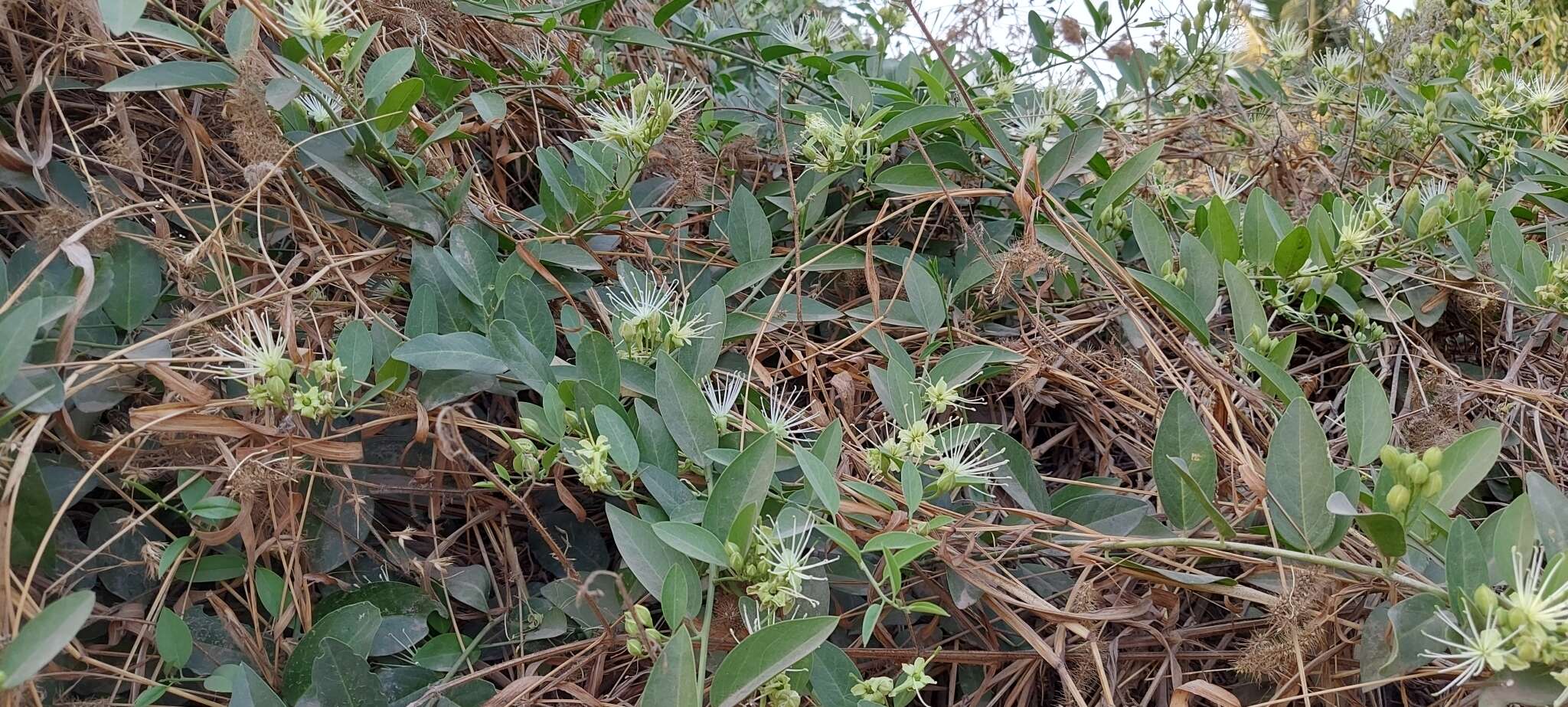 Image of Maerua oblongifolia (Forsk.) A. Rich.