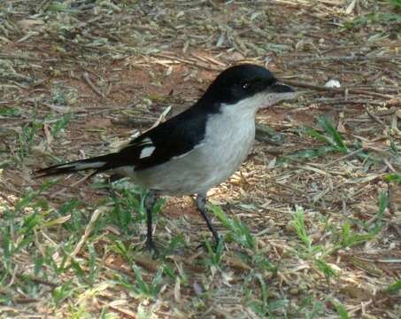 Слика од Melaenornis silens (Shaw 1809)