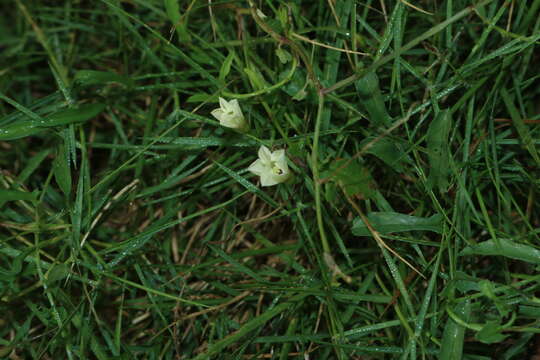 Imagem de Xenostegia tridentata (L.) D. F. Austin & Staples