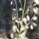 Image of pine dropseed