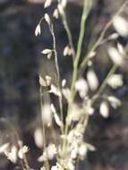 Image of pine dropseed