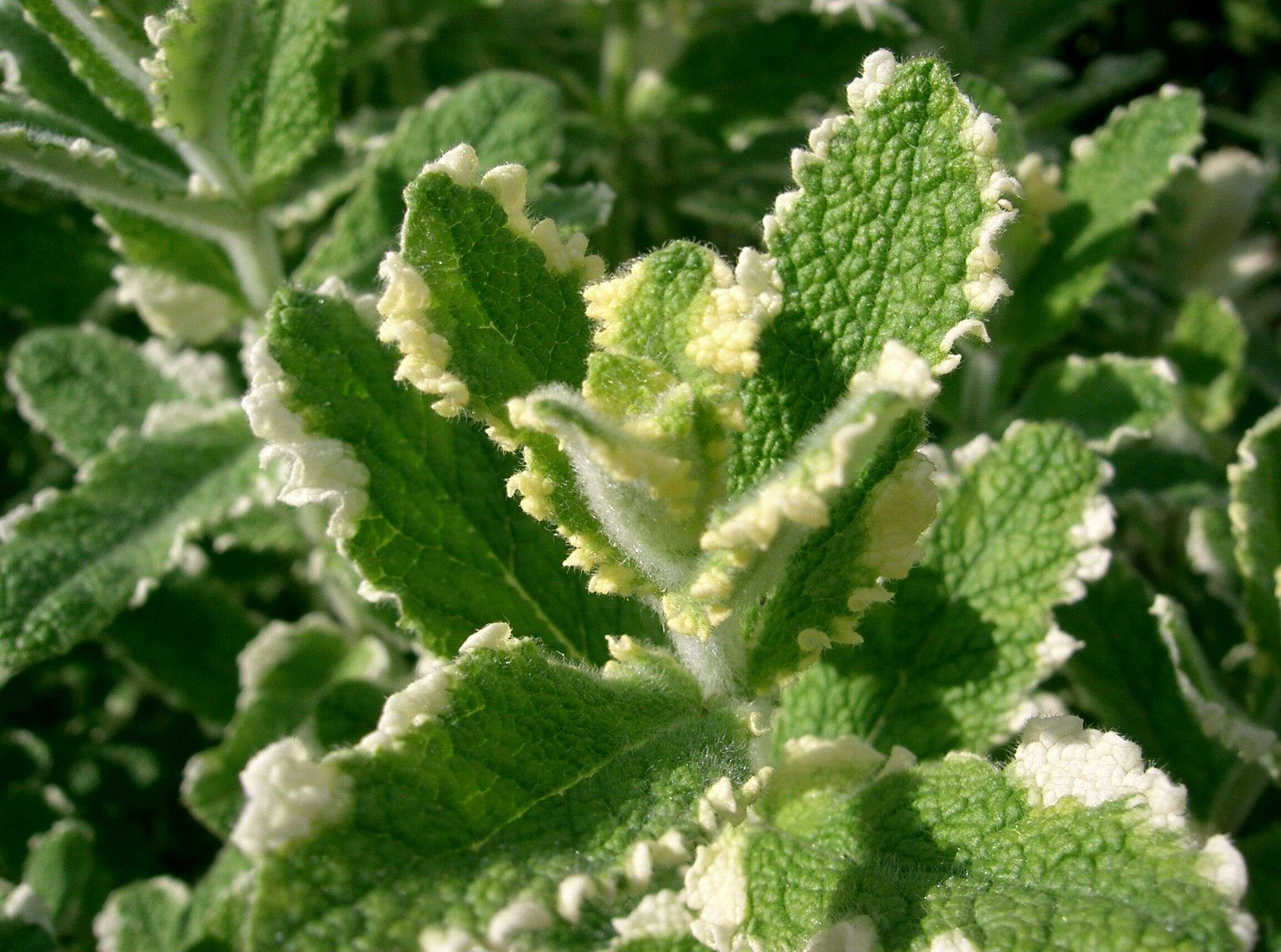 Image of Apple Mint