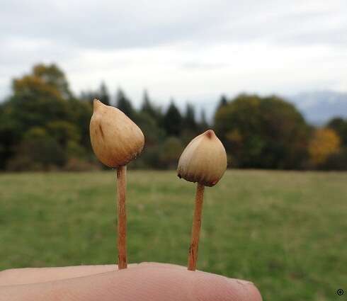 Plancia ëd Psilocybe semilanceata (Fr.) P. Kumm. 1871