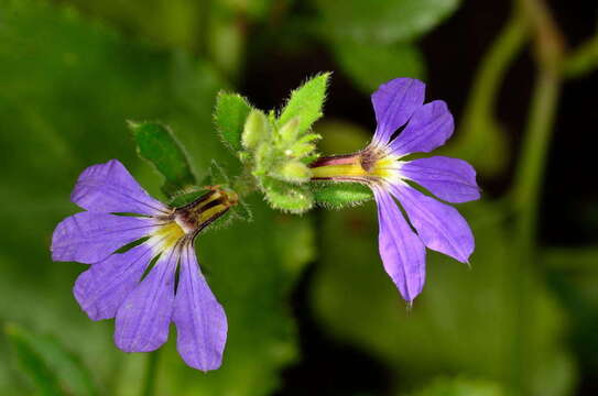 Image of Scaevola aemula R. Br.