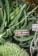 Image of Gasteria batesiana G. D. Rowley