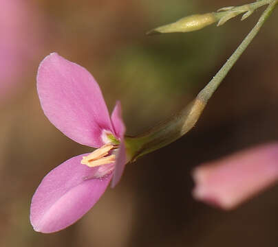 Image of Canscora diffusa (Vahl) R. Br. ex Roem. & Schult.