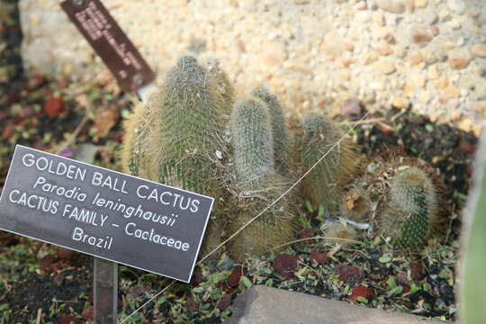 Image of Parodia lenninghausii (F. Haage) F. H. Brandt ex Eggli & Hofacker