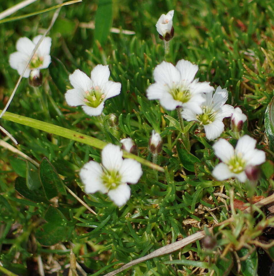 Plancia ëd Cherleria arctica (Steven ex Ser.) A. J. Moore & Dillenb.